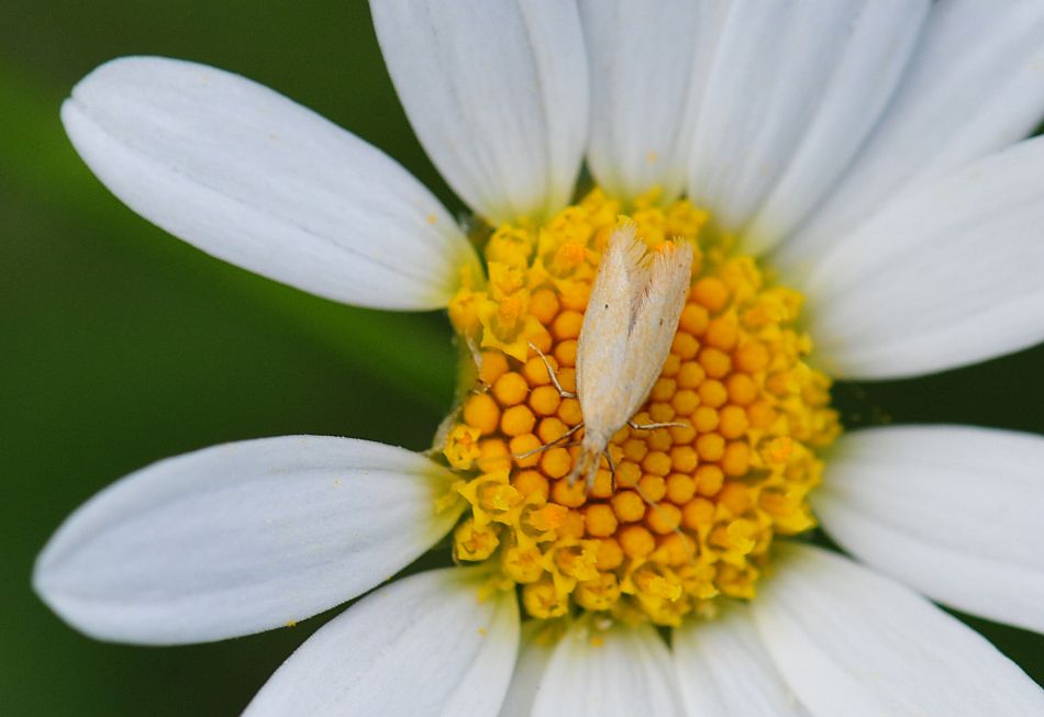 La vita in un fiore